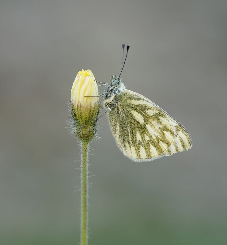 Bergresedawitje / Peak White of Lofty Bath White