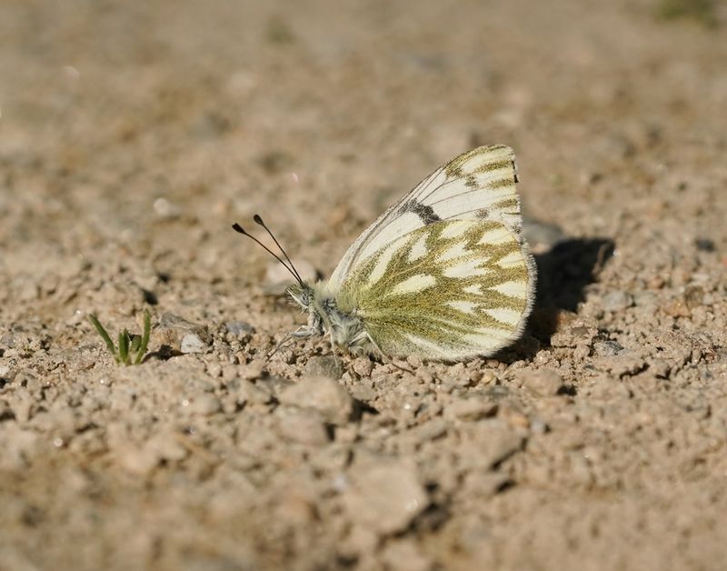 Bergresedawitje / Peak White of Lofty Bath White