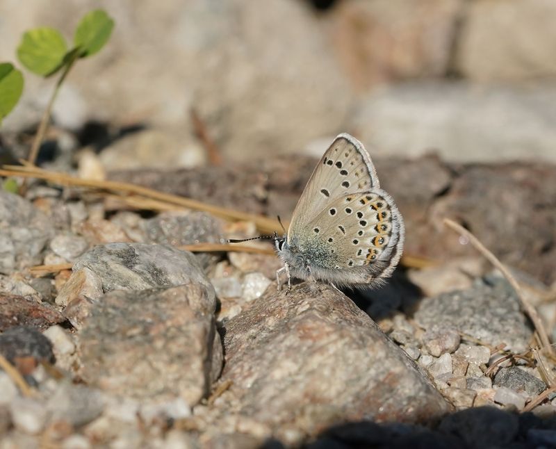 Vals Heideblauwtje / Idas Blue