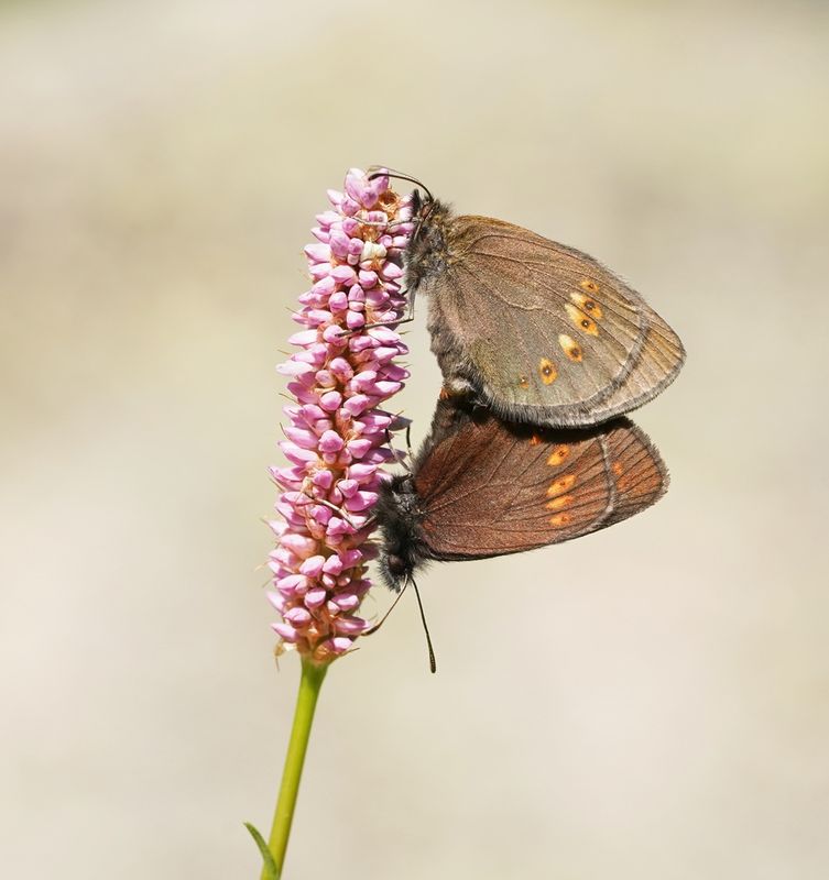Amandeloogerebia / Almond Ringlet