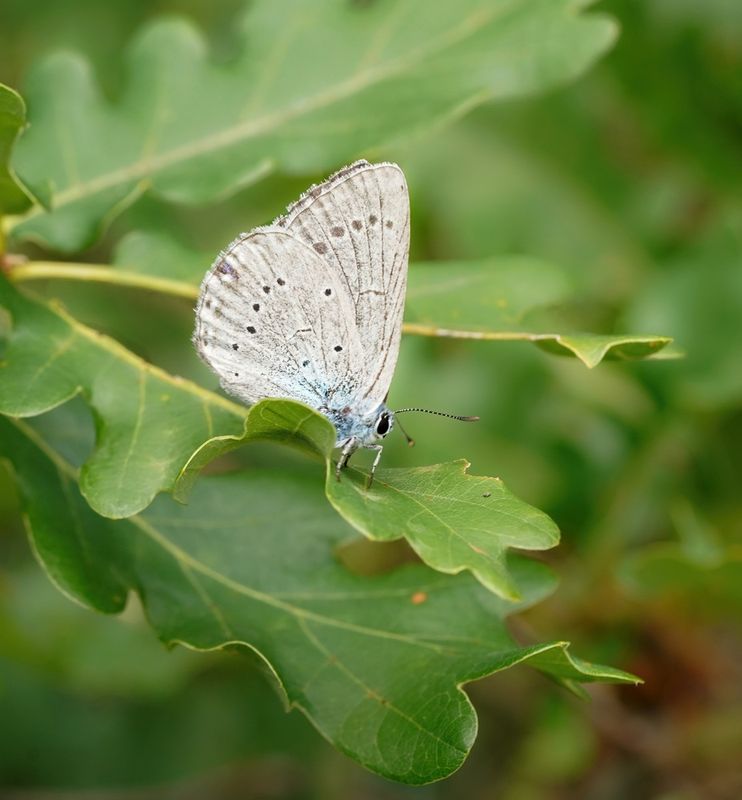 Blazenstruikblauwtje / Iolas Blue