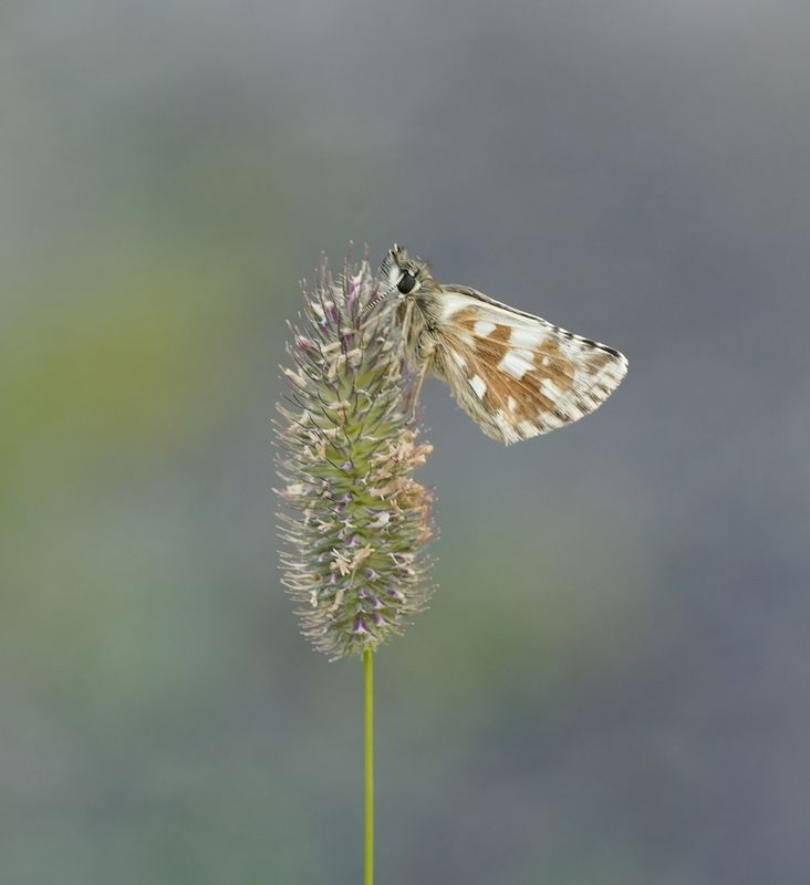 Westelijk Spikkeldikkopje / Carline Skipper