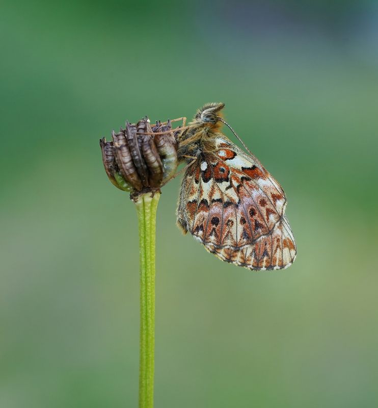 Titanias Parelmoervlinder / Titanias Fritillary