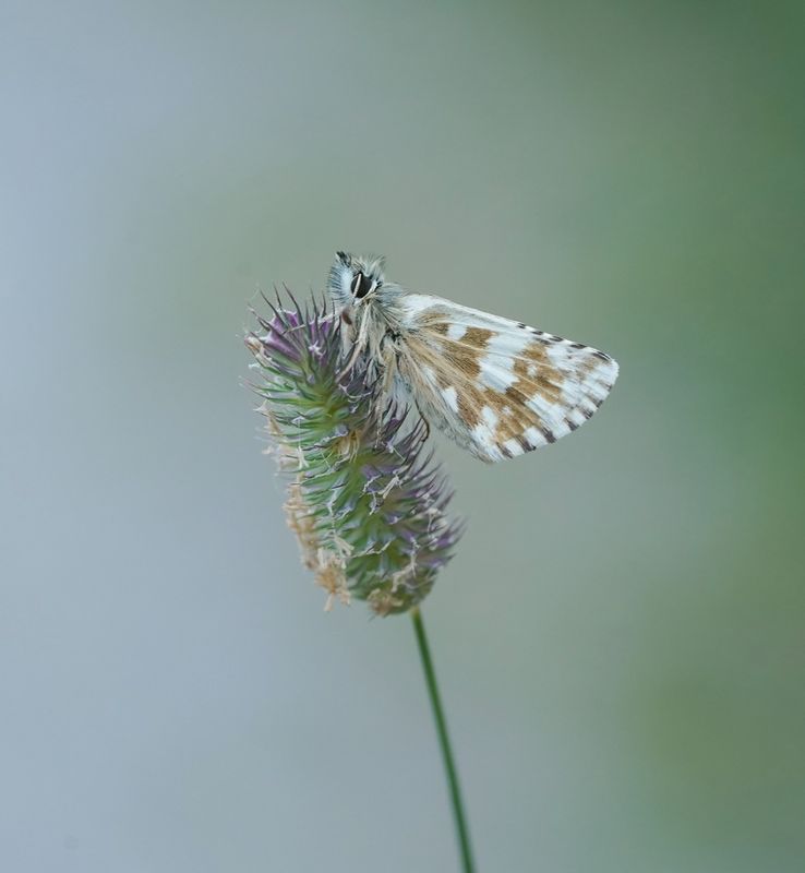 Westelijk Spikkeldikkopje / Carline Skipper