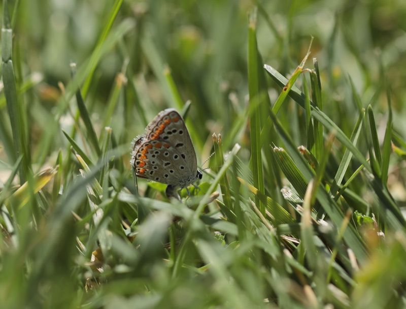 Mediterraan Icarusblauwtje / Southern Blue or Austauts Blue
