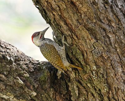Goudstertspeg / Golden-tailed Woodpecker