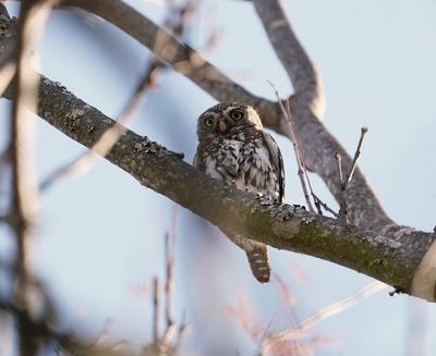 Witkoluil / Pearl-spotted Owlet