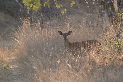Njala / Nyala