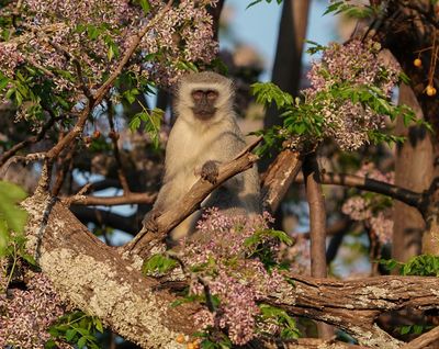 Blouaap / Vervet Monkey