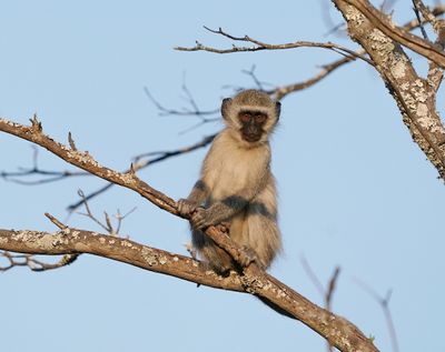 Blouaap / Vervet Monkey