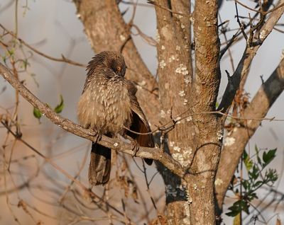 Pylvlekkatlagter / Arrow-marked Babbler