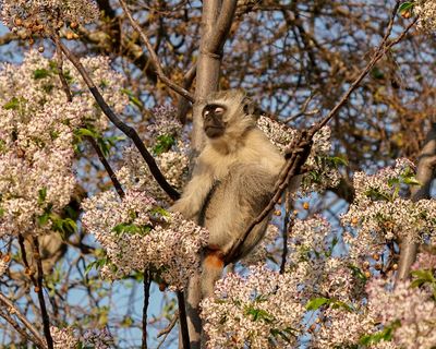 Blouaap / Vervet Monkey