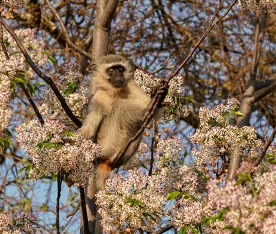 Blouaap / Vervet Monkey