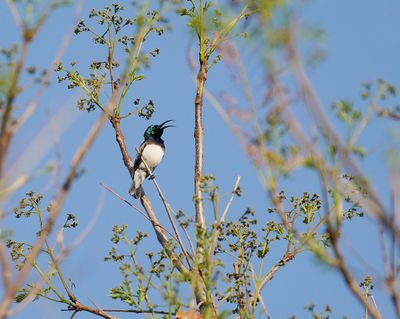 Witpenssuikerbekkie / White-bellied Sunbird