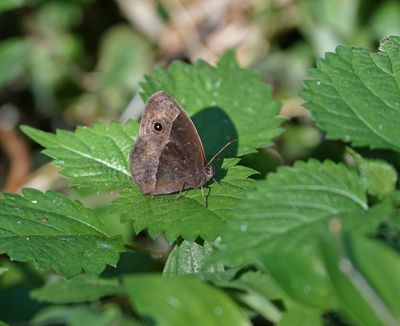 Swart Bodbruintjie / Black-haired Bush Brown