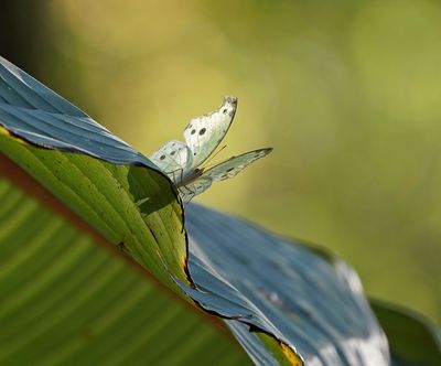 Perlemoenskoenlapper / Common Mother-of-Pearl