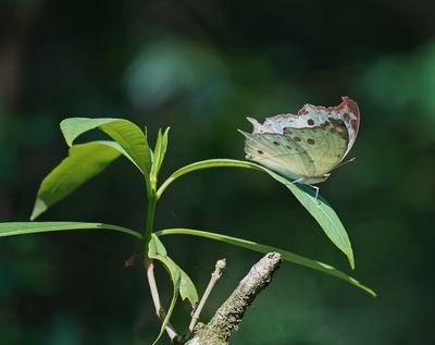 Perlemoenskoenlapper / Common Mother-of-Pearl
