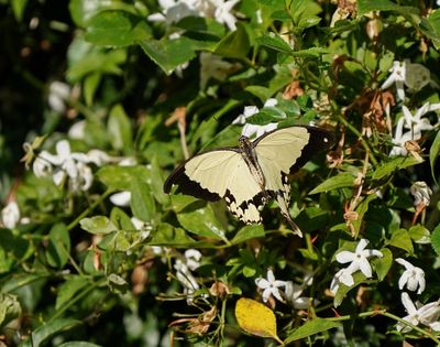 Vlieënde Sakdoek / Southern Mocker Swallowtail