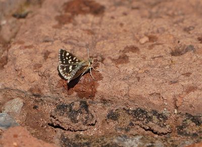 Gewone Sandmannetjie / Striped Sandman