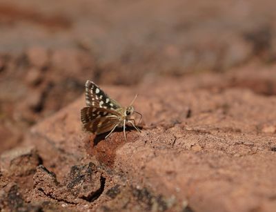 Gewone Sandmannetjie / Striped Sandman