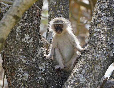 Blouaap / Vervet Monkey