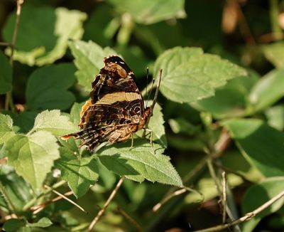 Suidelike Bosnooientjie / Southern Short-tailed Admiral