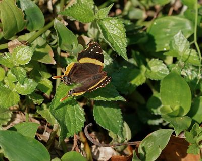 Suidelike Bosnooientjie / Southern Short-tailed Admiral