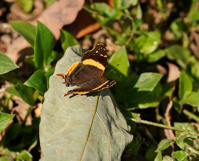 Suidelike Bosnooientjie / Southern Short-tailed Admiral
