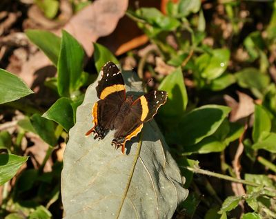 Suidelike Bosnooientjie / Southern Short-tailed Admiral