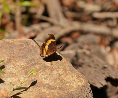 Bos Blaarvlerk / Southern Soldier Pansy