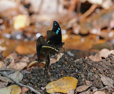 Groenlint-swaelstert / Narrow Green-banded Swallowtail