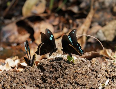Groenlint-swaelstert / Narrow Green-banded Swallowtail