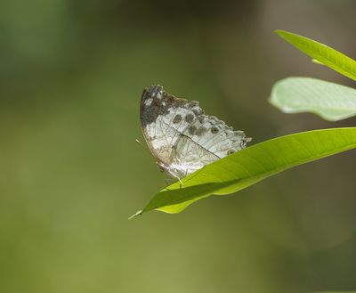 Newelperlemoenskoenlapper / Eastern Clouded Mother-of-pearl
