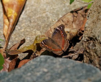 Rotsblaarvlerk / Garden Inspector