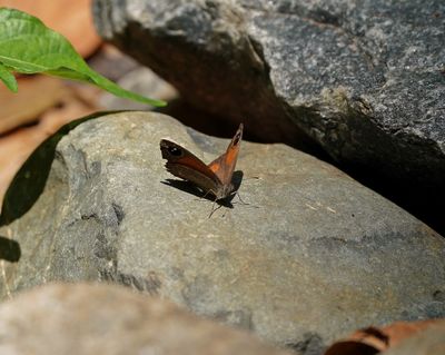 Oostelike Rantbruintjie / Eastern Hillside Brown