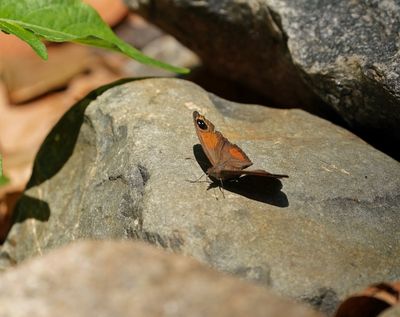 Oostelike Rantbruintjie / Eastern Hillside Brown