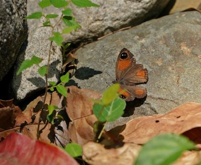 Oostelike Rantbruintjie / Eastern Hillside Brown