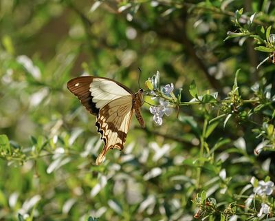 Vlieënde Sakdoek / Southern Mocker Swallowtail