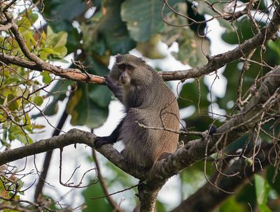 Samango-aap / Samango Monkey
