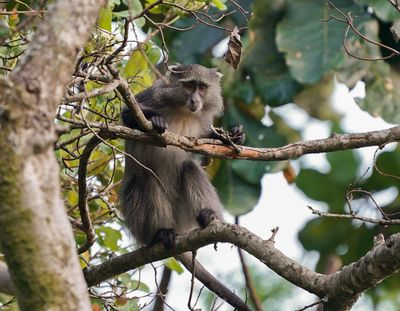 Samango-aap / Samango Monkey