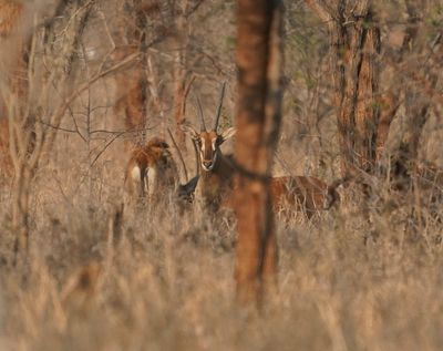 Swartwitpens / Sable Antelope