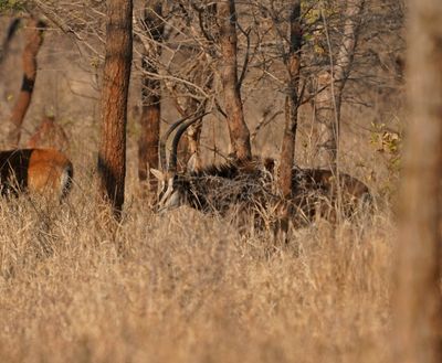 Swartwitpens / Sable Antelope