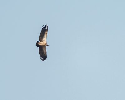 Witrugaasvoël / White-backed Vulture
