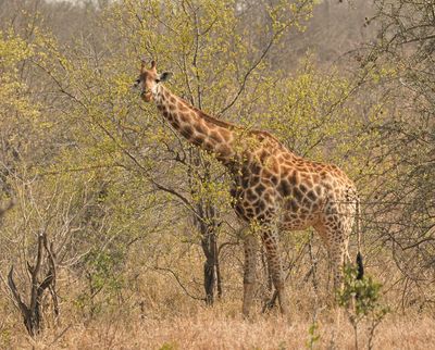 Kameelperd / Giraffe