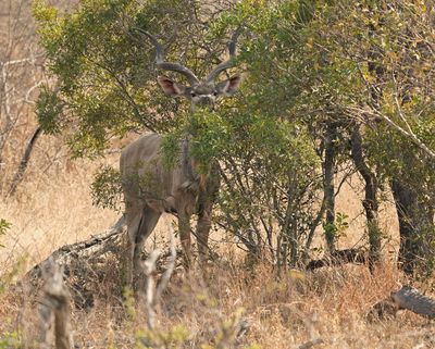 Koedoe / Greater Kudu