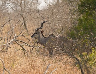 Koedoe / Greater Kudu
