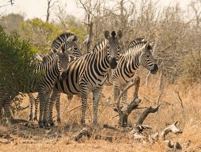 Sebra / Common Zebra