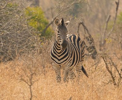 Sebra / Common Zebra