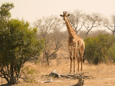 Kameelperd / Giraffe