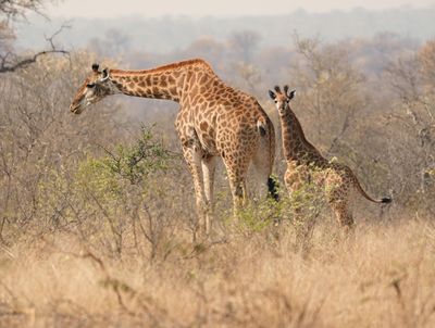 Kameelperd / Giraffe